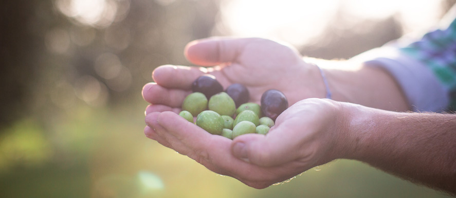 Sicilian Olives
